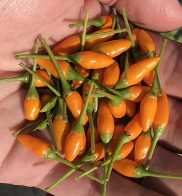 Biosnyg Organic Yellow African Pequin Pepper Seeds for Terrace Gardening-(4000 Seeds) Seed(4000 per packet)