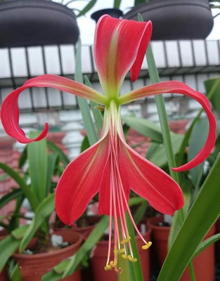 Leafy Heaven Aztec Lily Flower Bulbs – Premium Quality Seed(5 per packet)