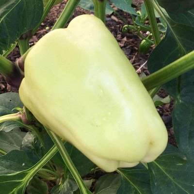 TRICONE Hybrid White Capsicum Shimla mIrch शिमला मिर्च के बीज 50 Seeds 
 FG75 Seed(50 per packet)