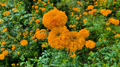 iyurvadik marigold/gende ka phool flower seeds Seed(75 per packet)