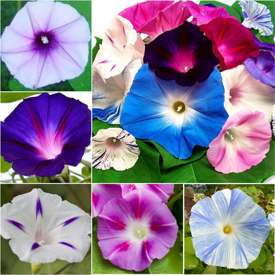 VibeX LX-13 - Morning Glory Crazy Mixture (Ipomoea Mixture) - (900 Seeds) Seed(900 per packet)