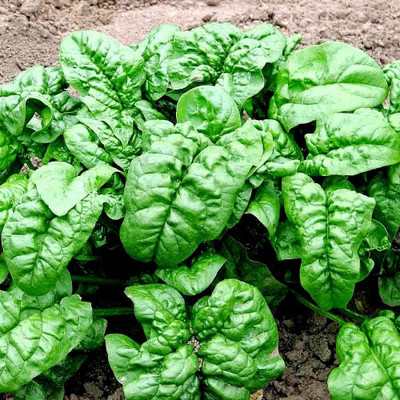 CYBEXIS HUA-99 - Giant Spinach - (2250 Seeds) Seed(2250 per packet)