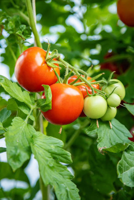 Lata tomato Seed(120 per packet)