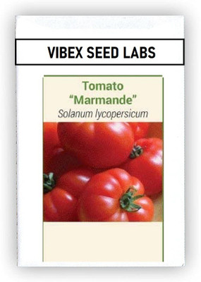 CYBEXIS F1 Hybrid Tomato Marmande Seeds500 Seeds Seed(500 per packet)