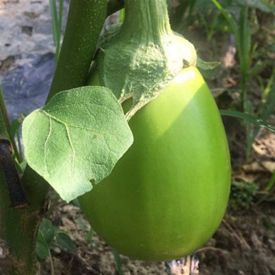 CYBEXIS Hybrid Green Brinjal Eggplant Seeds2400 Seeds Seed(2400 per packet)