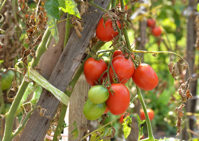 UGRA tomato Seed(140 per packet)