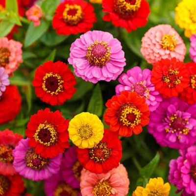 CEZIUS Seed for Home Garden Terrace Apartments Balcony Zinnia Lilliput Mix Seed(50 per packet)