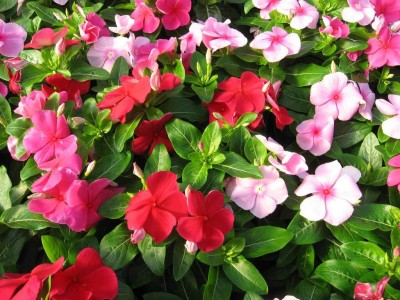 Qualtivate VXI-73 GARDEN VINCA PACIFICA HYBRID MIX FLOWER SEEDS Seed(100 per packet)