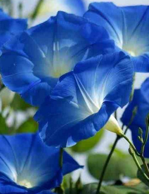 Quentova Ipomea Morning Glory-XII-3Z Seed(100 per packet)