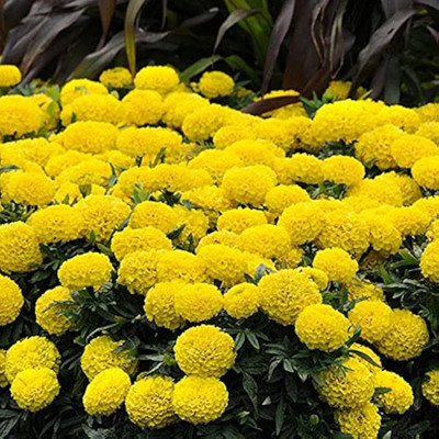 BJUBAS Marigold flower seeds for summer pack of 69 Seed(69 per packet)