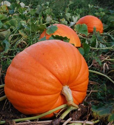 Qualtivate PUA5-A Pumpkin Hybrid Vegetable Seeds Seed(50 per packet)