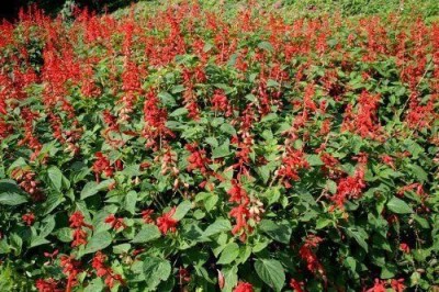 VibeX ® LXI-202 SCARLET SAGE (Lady-In-Red Salvia) Seed(200 per packet)