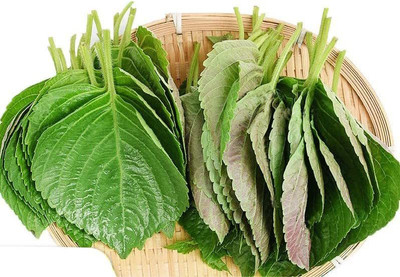 CYBEXIS NBIR-8 - Perilla Zi Su Green Shiso - (2250 Seeds) Seed(2250 per packet)