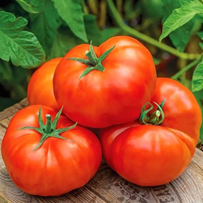 KNESSiN VIX-5 Jersey Boy Tomato Seed(200 per packet)