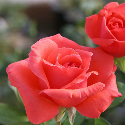 CYBEXIS LXI-39 - Climbing Rose Red - (100 Seeds) Seed(100 per packet)