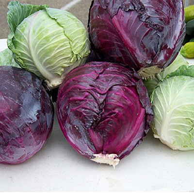 WILLVINE SCI -XII Vegetable Seeds |Red Cabbage [50g] Seed(15000 per packet)