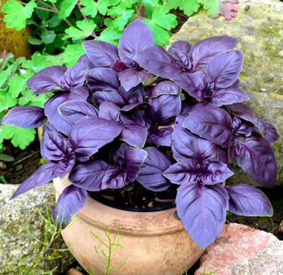 Glance Red Basil - Ocimum Basilicum Seed(120 per packet)