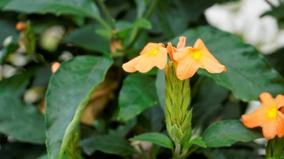 Shyamkripa creation kanakambaram-firecracker-crossandra Seed(38 per packet)