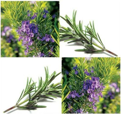 CYBEXIS HUA-31 - Rosmarinus officinalis Rosemary - (2250 Seeds) Seed(2250 per packet)