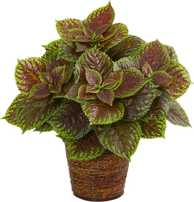 CYBEXIS Coleus Seeds Annual flowers,Shaded loving Seed(1 g)