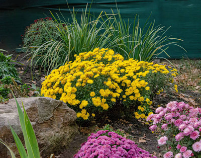 JDM Store marigold,gende ka phool Seed(30 per packet)