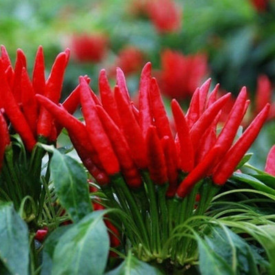 CYBEXIS F1 Hybrid Red Chili Seeds600 Seeds Seed(600 per packet)