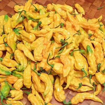 Qualtivate GBPT-3A Yellow Ghost Chilli Pepper Seed(300 per packet)