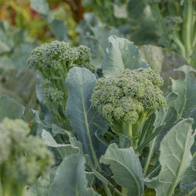 WILLVINE GOI -XI Giant Russian Broccoli Seeds [25g] Seed(7500 per packet)