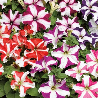 CYBEXIS Petunia Starfall F1 Rainbow Mix Seeds Seed(50 per packet)