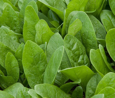 DROXTY SPINACH Seed(500 per packet)