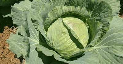 Greenfall High Yield Cabbage Seed(50 per packet)