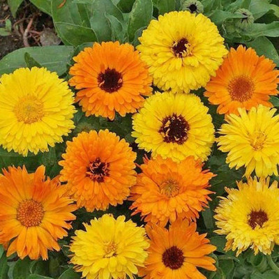 VibeX Calendula Mixed Color F1 Hybrid Seeds(200 Seeds) Seed(200 per packet)