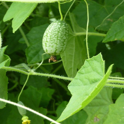 CYBEXIS XLR-74 - Cucamelon Mexican Cucumber Mouse Melon - (150 Seeds) Seed(150 per packet)