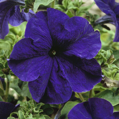 CYBEXIS HUA-99 - Petunia Grandiflora Blue - (540 Seeds) Seed(540 per packet)