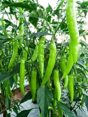 Farmonix Green long Variety Green Chilli Seed(800 per packet)