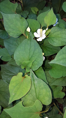 Qualtivate PUA-8A Fish Mint Seeds Seed(200 per packet)
