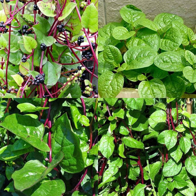 ibains Malabar spinach seeds for home garden 32 Seed(32 per packet)