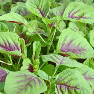 Aywal Farmer Hybrid Spinach Green(Amaranthus) Lal Saag Cheera Seed(20 per packet)
