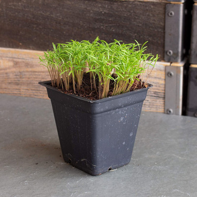 CYBEXIS VXI-19 - Dwarf Fernleaf Dill Herb - (750 Seeds) Seed(750 per packet)