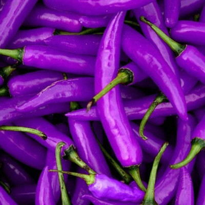 WILLVINE VMR -V Purple Chilli Seed[10gm, 2000 Seeds] Seed(2000 per packet)
