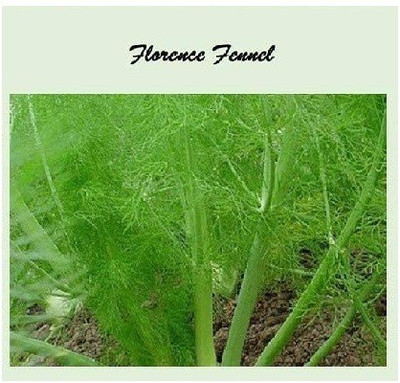 CYBEXIS Florence Fennel1400 Seeds Seed(1400 per packet)