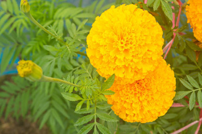 Patta gobi marigold/gende ka phool flower seeds Seed(75 per packet)