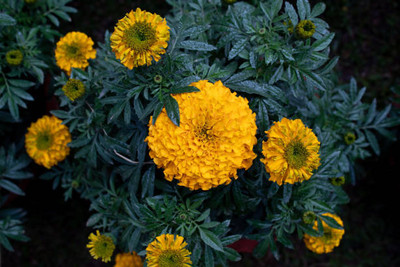 Aadhiyogi ayurvedha marigold/gende ka phool flower seeds Seed(75 per packet)