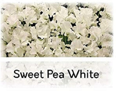 CYBEXIS Sweet Pea Seed(50 per packet)