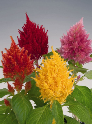 Quentova Celosia Fresh Look Mix Seed(100 per packet)