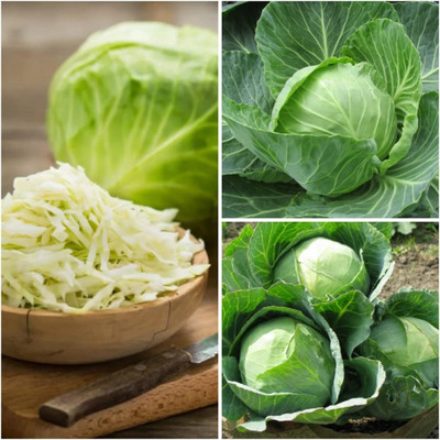 WILLVINE NKR -XIII Green Cabbage Seeds for Planting [10g] Seed(3000 per packet)