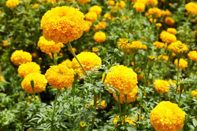 plantsworld marigold/gende ka phool flower seeds Seed(75 per packet)