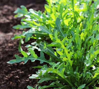 CYBEXIS XL-29 - Arugula (Slow Bolt) - (250 Seeds) Seed(250 per packet)