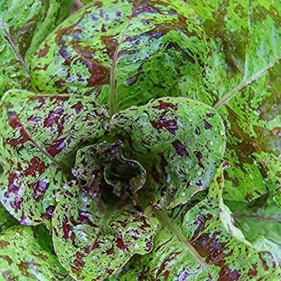 Qualtivate GBPT-7A Freckles Lettuce Lactuca Sativa Seeds Seed(300 per packet)