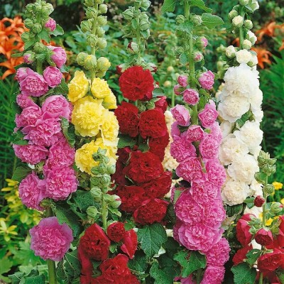 seedito Double Flowered Hollyhock Seeds For Home Garden Seed(37 per packet)